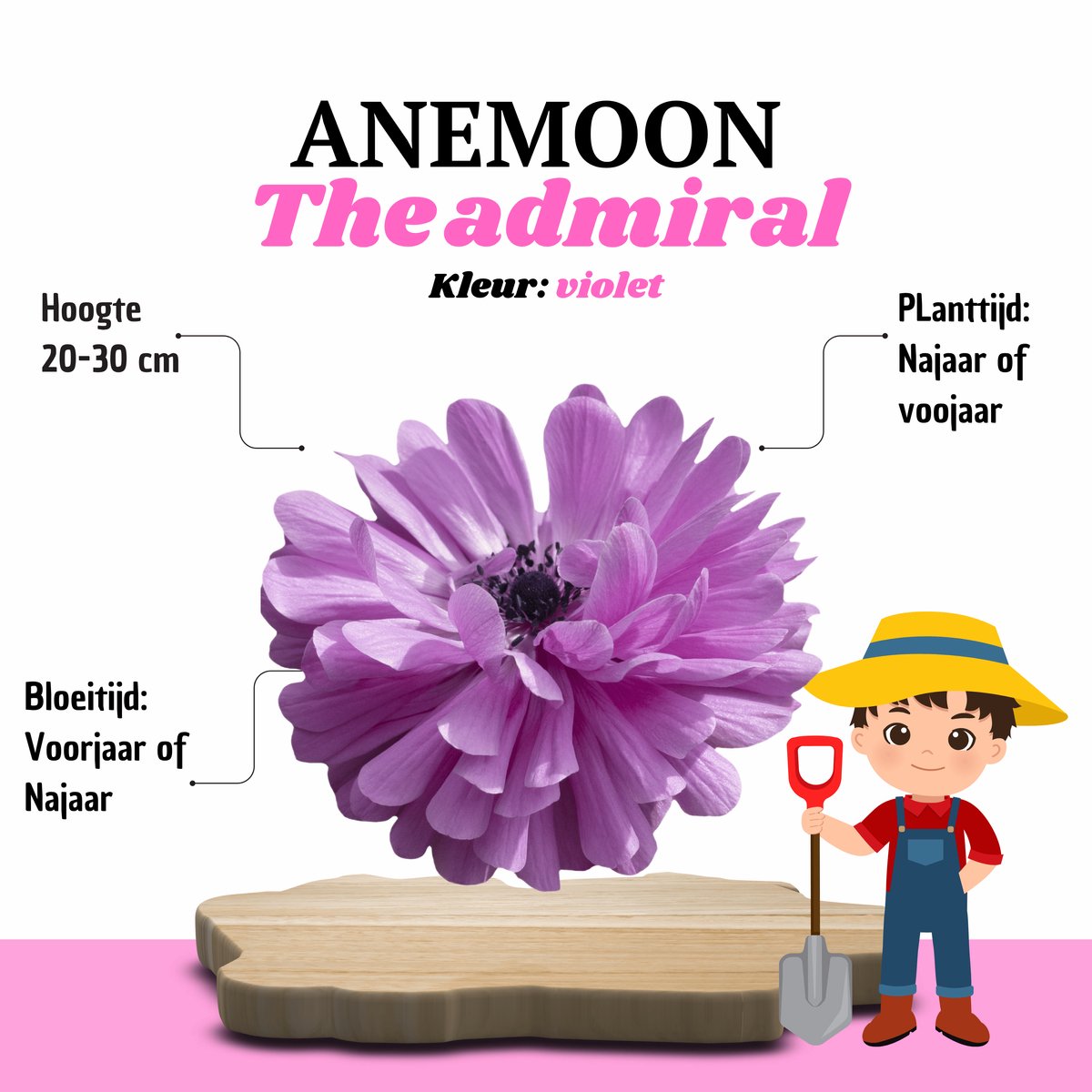 KH Bloembollen® Anemoon | The Admiral – 30 stuks – Violet / Lilaroze Voorjaarsbollen – Vaste Planten voor Tuin & Border