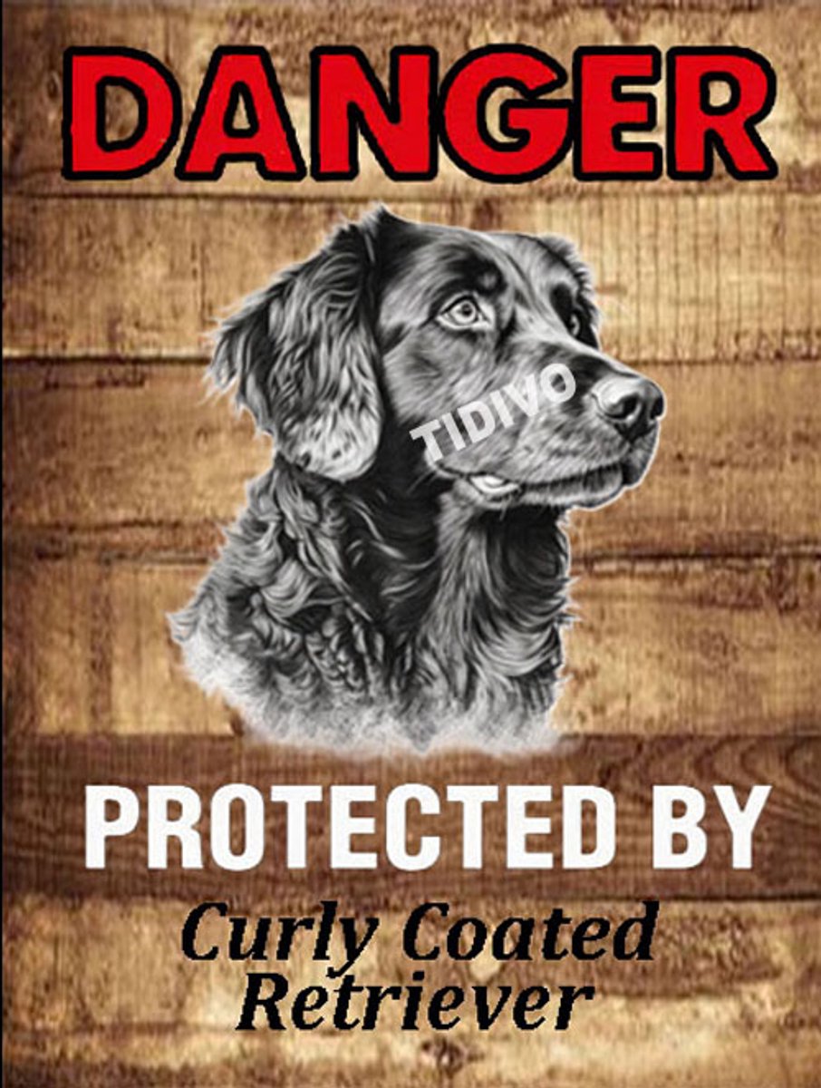 Curly Coated Retriever 19