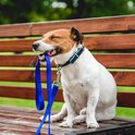 Jack Russell Terriër met een blauwe halsband, zittend op een bankje met een blauwe riem in zijn bek.