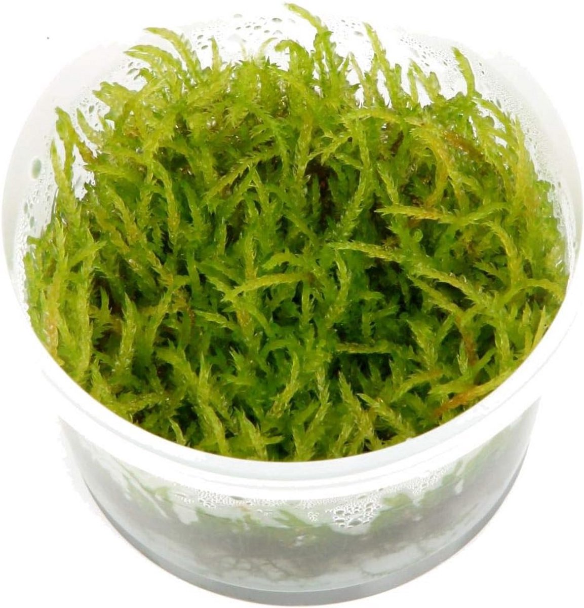 Aquariummos Vesicularia ferriei Weeping nr. 003B – Lichtgroen hangend mos in mok, geschikt voor alle aquariums