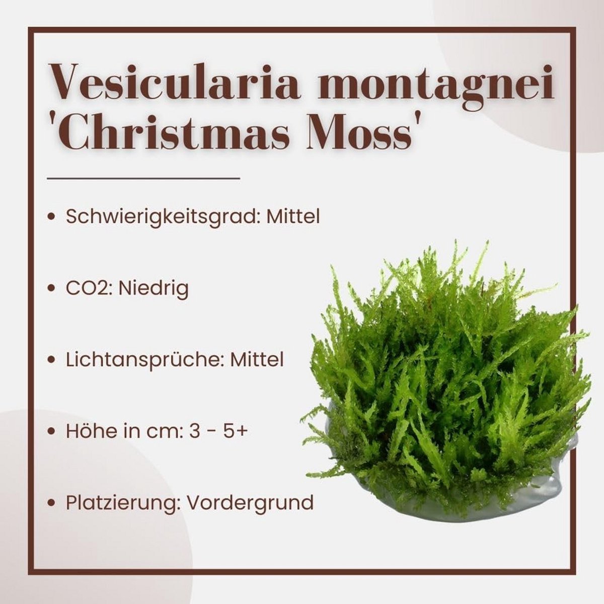 Aquariummos In Vitro 1 stuks – Weeping mos Vesicularia ferriei – Snelgroeiend hangend aquariommoss – Laboratoriumkweek 1-2-Grow