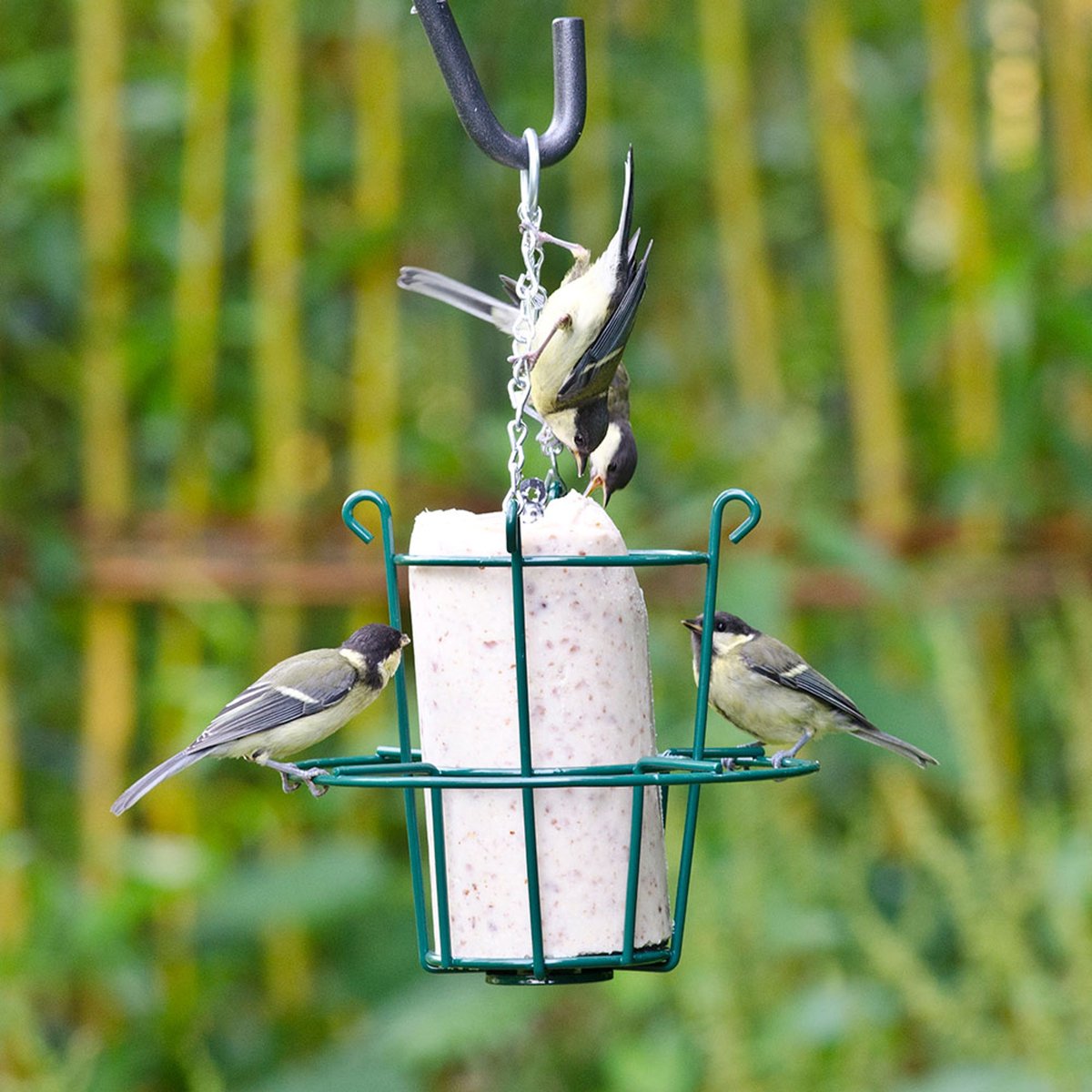 CJ Wildlife - Pindacakehouder - Groen - Metaal - Vogelvoederplek