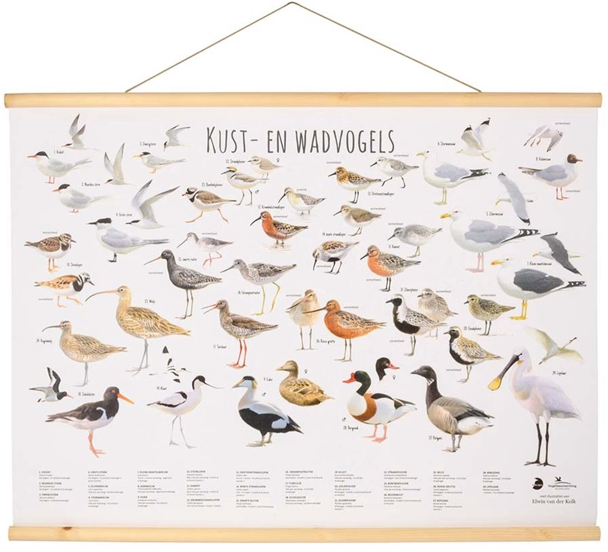 CJ Wildlife - Kust- en waddenvogel wandposter - Getekend door Elwin van der Klok - Poster vogels - Cadeau