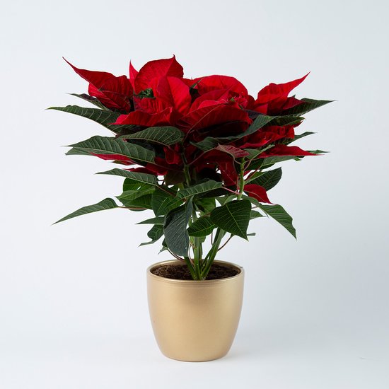 I.GE.A. Boeket Kunstbloemen Boeket Poinsettia/dennentakken Set Van 2 Kerstdecoratie Kerstbloem Boeketten Decoratieve Bloemen Kerstster 2 Stuks