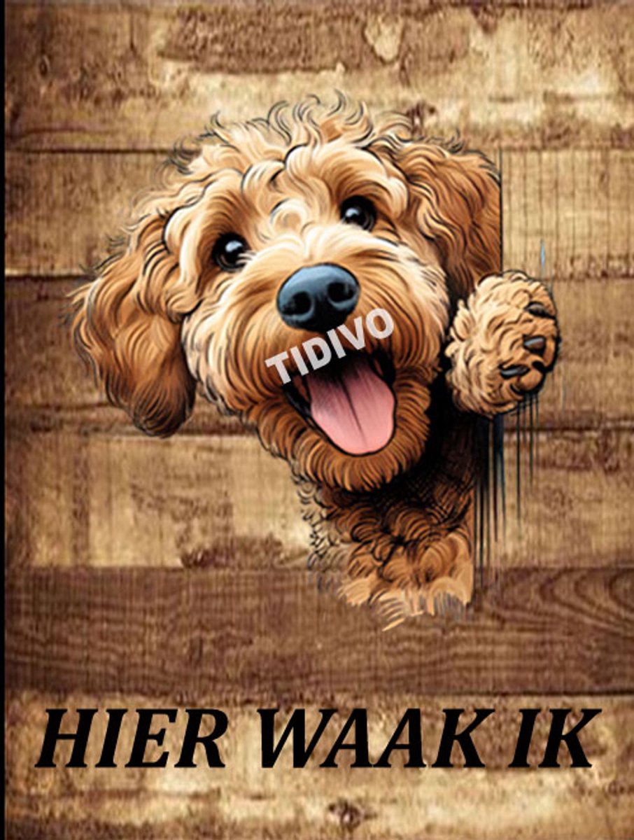 Labradoodle 20
