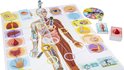 Bordspel met de anatomie van het menselijk lichaam, organen, cellen en botten.