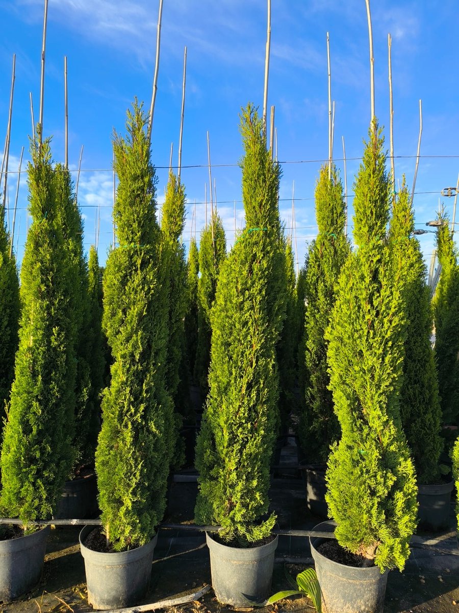 Sunny Tree - Cipres - Cupressus Sempervirens Totem - Groenblijvende Coniveer- Italiaanse cipres totem - 160 cm - Winterhard