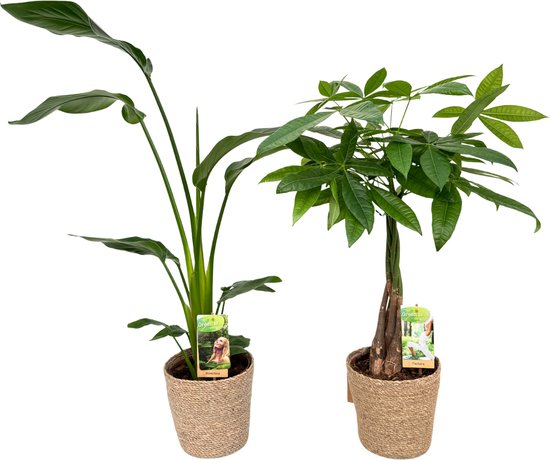 Strelitzia Nicolai & Pachira ( Money Tree ) with Natural Basket, pot maat Ø17, 70-90cm hoogte, Geldboom, siermand, air purifying, kamerplanten, Inclusief mand, easy to care for, echte planten, geweldig cadeau-idee, great gift idea