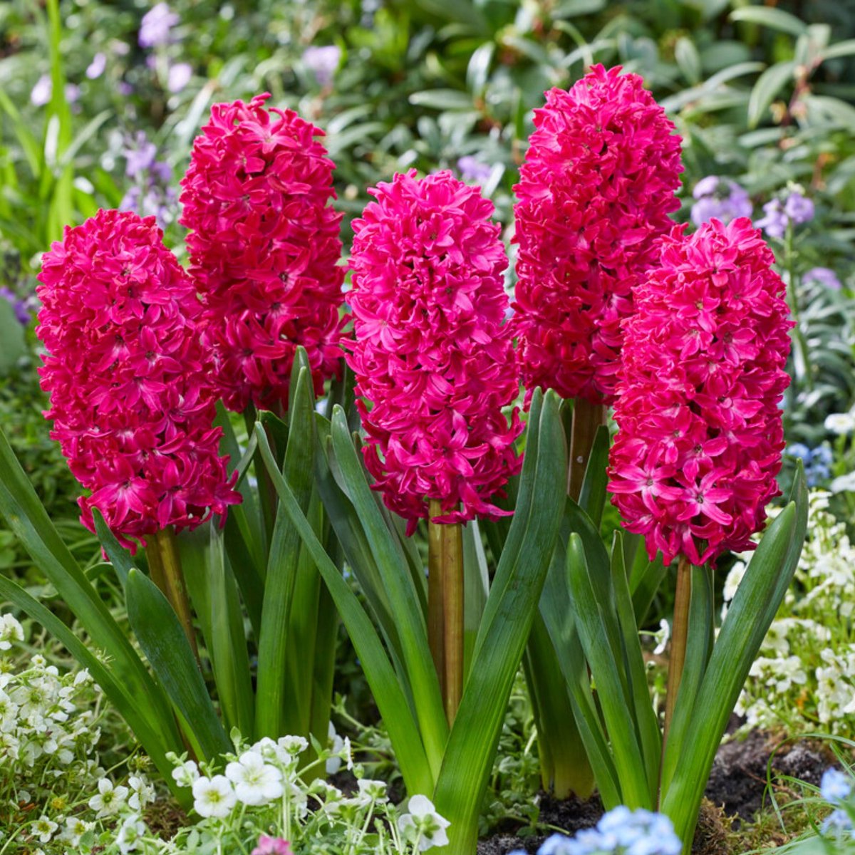 Hyacint (Hyacinthus) - Jan Bos - hus - Bijen-Vlinders - Snijbloemen - Geurend - Voorjaarsbollen - bloeit in Maart / April / Mei