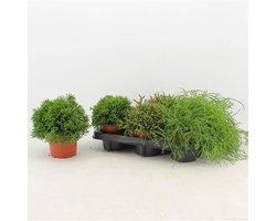 JUNAVERA Rhipsalis gemengd - Terrariumplant 5 cm pot, circa 15 cm hoog