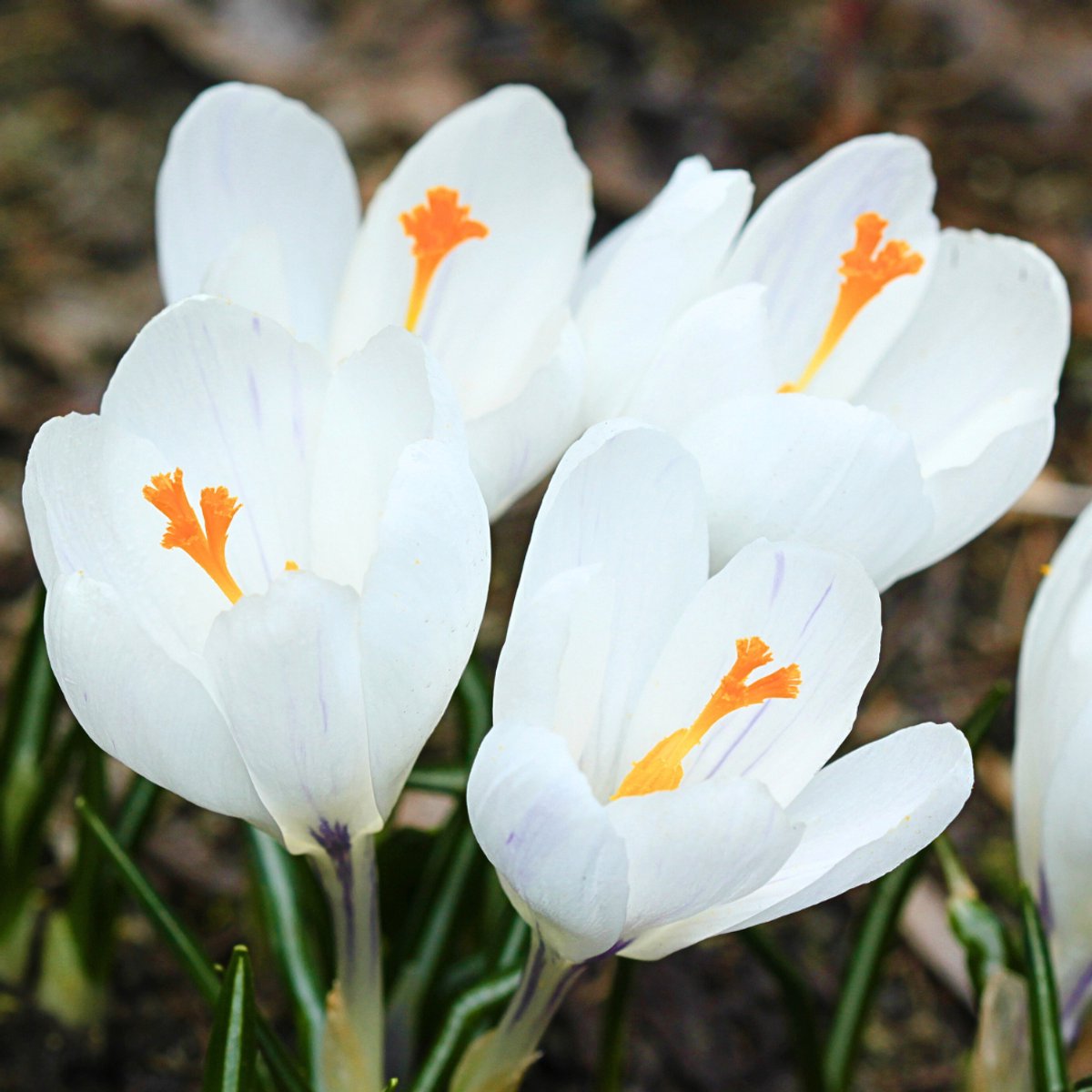 Voorjaarskrokus (Crocus Vernus) - Krokus Jeanne d'Arc - Crocus Joan of Arc (Grootverpakking) - Bijen-Vlinders - Voorjaarsbollen