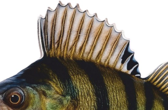 Real Fish Trofee Baars 17 cm Vis Prijs Roofviswedstrijd Viswedstrijd Fish Trophy Vistrofee Visprijs van Merkloos — afbeelding 3