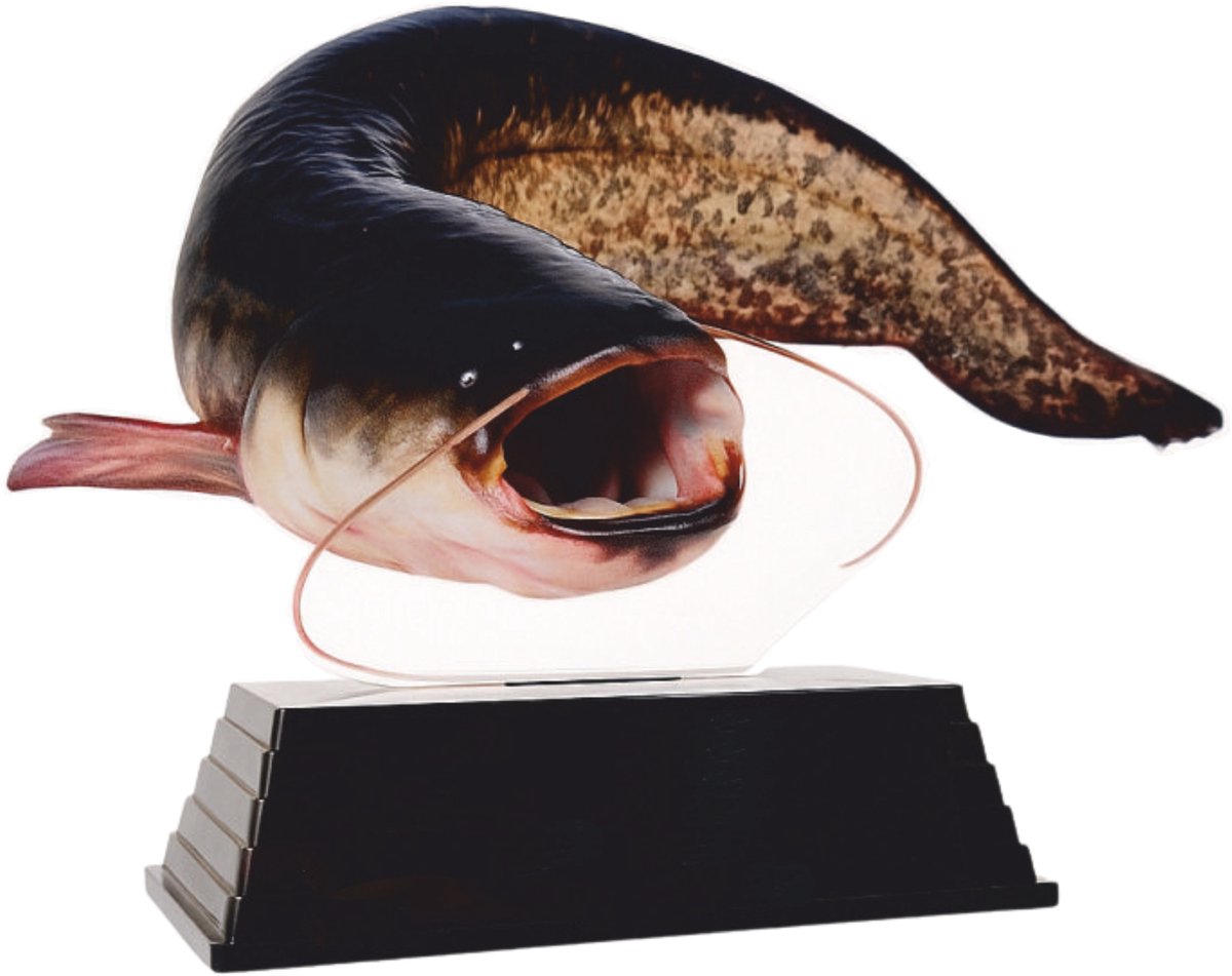Real Fish Trofee Meerval 17 cm Vis Prijs Roofviswedstrijd Viswedstrijd Trophy Vistrofee Visprijs
