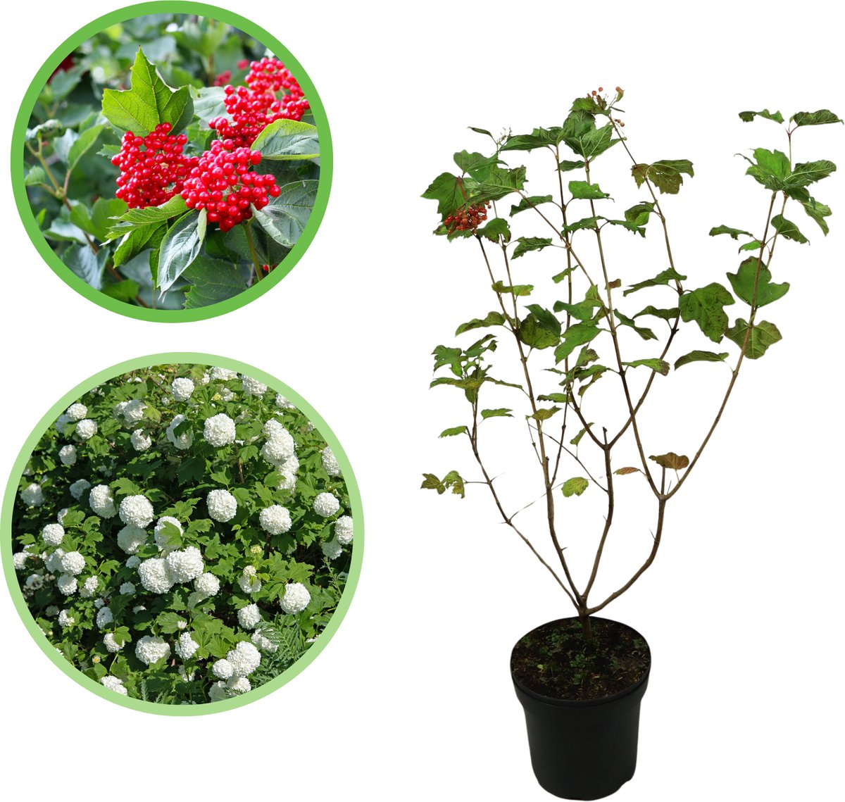 Gelderse roos 60-80 cm (in pot) - Viburnum opulus - Ø26 cm - inheemse plant - witte bloemen - rode bessen