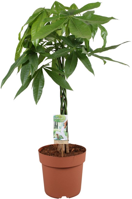 Pachira - Kamerplant en gelukssymbool - 70 cm hoge symbolische kamerplant