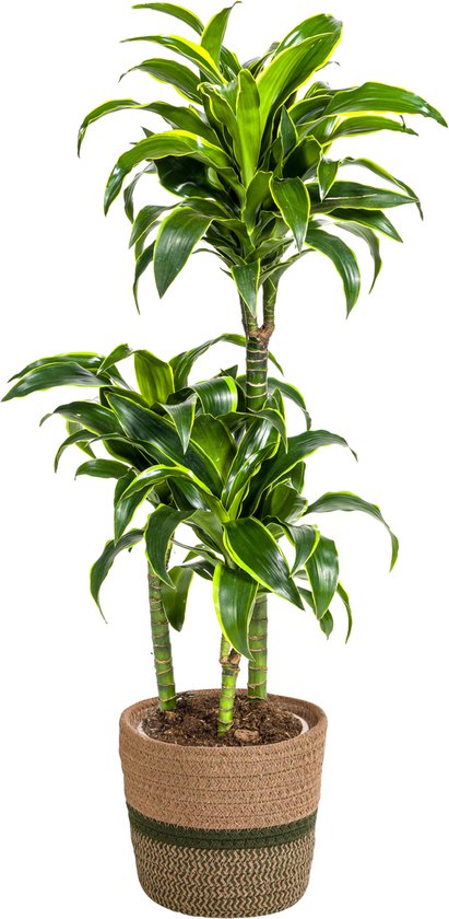 Dracaena Dorado Kamerplant 100-120cm - Inclusief decoratieve mand