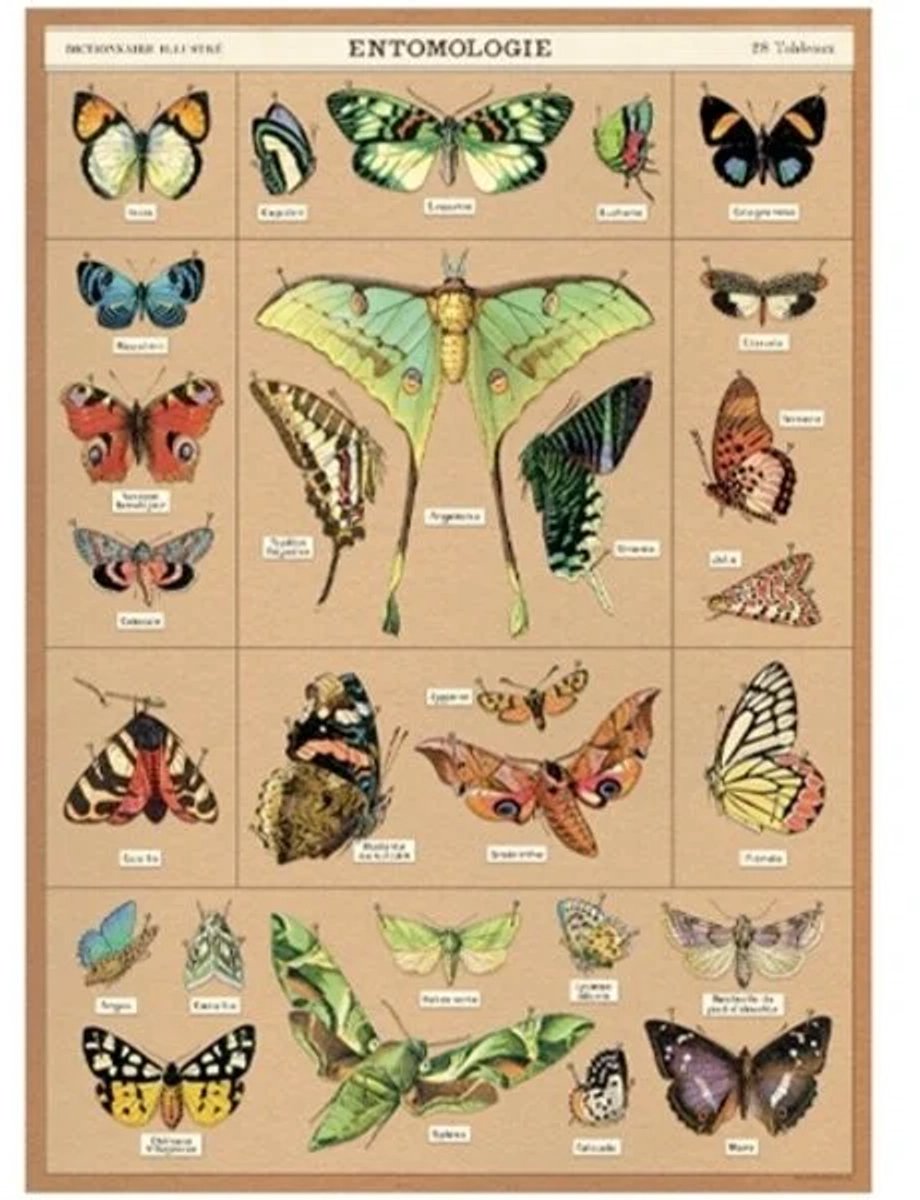 Cavallini & Co Poster Vlinders C - Cavallini & Co - Vintage Schoolplaat Vlinders C Multi Color