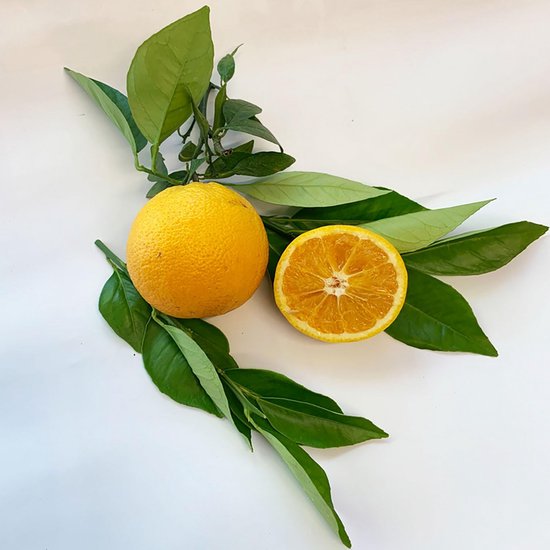 Sinaasappelboom met Geel Vruchtvlees - Washington Navel in Pot van 20 cm - Citrusboom voor Uw Tuin — afbeelding 3