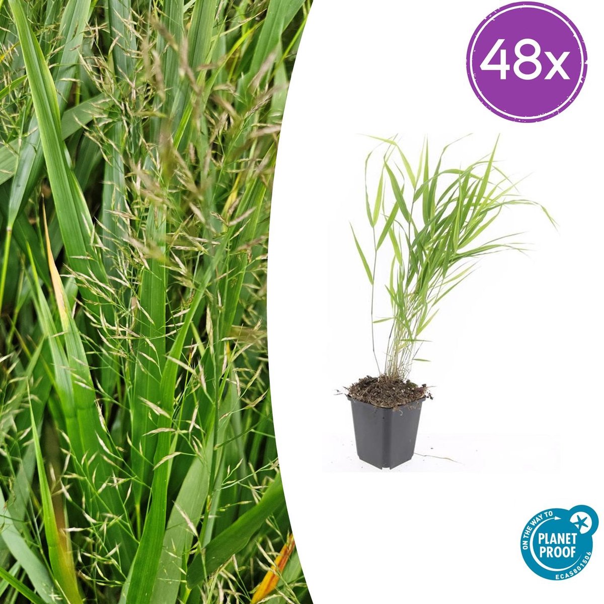 48 Stuks Japans Siergras, Creme Pluimen, Hakonechloa macra - 10-25cm - Ø9cm
