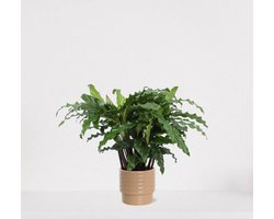Calathea Blue Grass in luxe sierpot Naemi Taupe – luchtzuiverende kamerplant – pauwenplant – living plant - 35-45cm - Ø13 – geleverd met plantenpot – vers uit de kwekerij