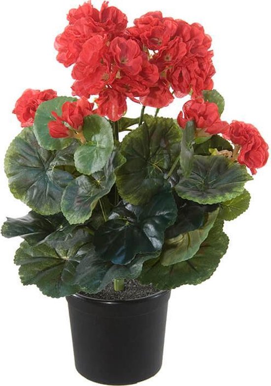 Wreedheid Pakistaans maximaliseren Kunst Geranium Rood 35cm 5 bloemen in pot (ook buiten te gebruiken) |  bol.com