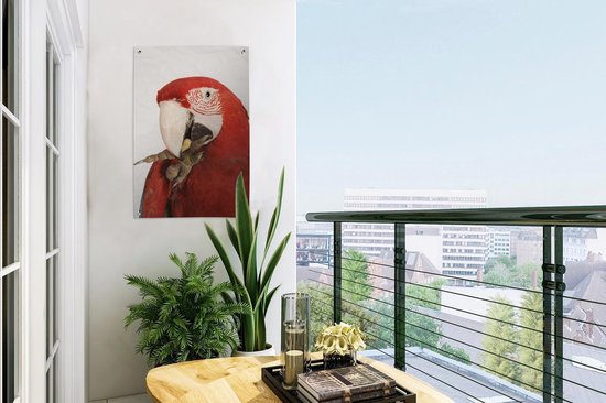 Tuindecoratie Rode etende ara papegaai op witte achtergrond - 40x60 cm - Tuinposter - Tuindoek - Buitenposter