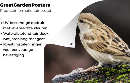 Affiche de jardin Moineau de roche au repos 60x40 cm - petit - Toile de jardin / Toile d'extérieur / Peintures pour l'extérieur (décoration de jardin)