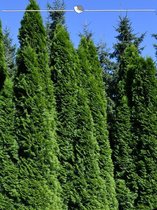 Westerse Levensboom Thuja Smaragd 80-100 cm, 30x Haagplant