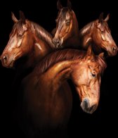Exclusive - Dieren - Paarden Art - 80x120cm - Glasschilderij - Incl. Ophangsysteem - Wanddecoratie