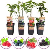 Grootmoeders jam mix - mix van 4 fruitplanten: framboos, blauwe bes, rode bes, braam - hoogte 45-55cm