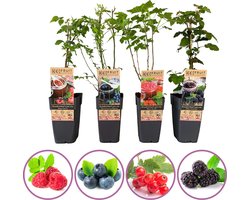 Grootmoeders jam mix - mix van 4 fruitplanten: framboos, blauwe bes, rode bes, braam - hoogte 45-55cm