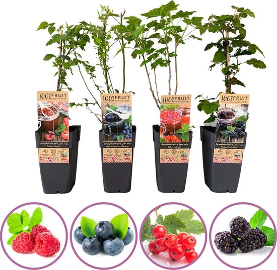 Grootmoeders jam mix - mix van 4 fruitplanten: framboos, blauwe bes, rode bes, braam - hoogte 50-60cm