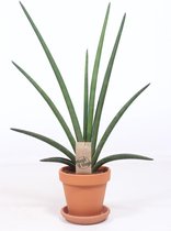 Kamerplant van Botanicly – Sansevieria Cylindrica incl. terracotta sierpot als set – Hoogte: 65 cm