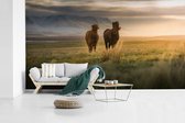 Behang - Fotobehang IJslander paarden in een groen veld bij zonsondergang - Breedte 500 cm x hoogte 280 cm