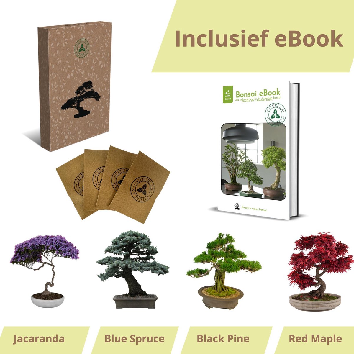 Bonsai zaden 4 soorten - Bonsai boompje - Kamerplanten - Vaderdag - Incl. E-book