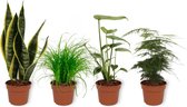 Set van 4 Kamerplanten - Asparagus Plumosus & Cyperus Zumula & Monstera Deliciosa & Sansevieria Superba - ± 25cm hoog - 12cm diameter