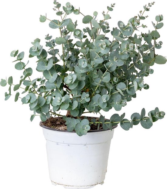 Gomboom | Eucalyptus 'Gunnii' - Buitenplant in kwekerspot ⌀14 cm - ↕30-40 cm