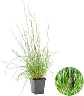 Kurkentrekkersgras | Juncus 'Spiralis'  - Vijverplant in kwekerspot ⌀9 cm - ↕15 cm