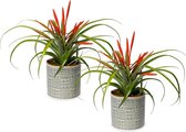 Bromelia Tillandsia | 2 stuks | Kiki | 12cm