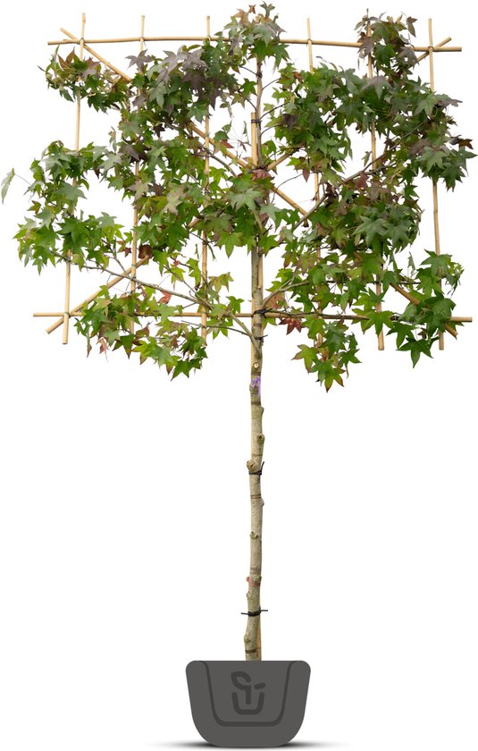 Foto: Liquidambar styraciflua amberboom als leiboom stamomtrek 6 8 cm stamhoogte 150 cm rek 120 cm