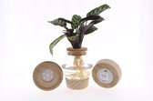Kamerplant van Botanicly – Ctenanthe in glas met LED-licht als set – Hoogte: 25 cm – Ctenanthe Burle Marxii