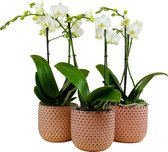 Orchideeën van Botanicly – 3 × Orchidee in roze keramiek pot als set – Hoogte: 50 cm, 2 takken – Phalaenopsis Multiflora Snowflake