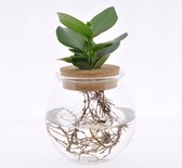 Kamerplant van Botanicly – Varkensboom incl. designe glas als set – Hoogte: 30 cm – Clusia