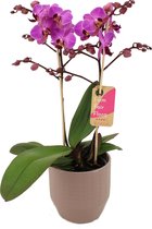 Orchidee van Botanicly – Vlinder orchidee in Zandkleurige keramiek pot 'Eline' als set – Hoogte: 50 cm, 2 takken – Phalaenopsis Multiflora Perceval