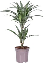 Kamerplant van Botanicly – Drakenboom – Hoogte: 70 cm – Dracaena derem. Warneckei