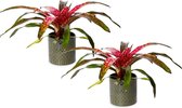 Bromelia Neoregelia | 2 stuks | Bonita | 12cm