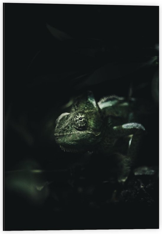 Dibond - Groene Kameleon in donkere Ruimte - 40x60cm Foto op Aluminium (Met Ophangsysteem)