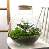 Terrarium - Bolder Bob - ↑ 30 cm - Ecosysteem plant - Kamerplanten - DIY planten terrarium - Mini ecosysteem