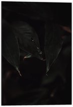 Dibond - Zwarte Libelle  - 40x60cm Foto op Aluminium (Met Ophangsysteem)