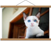 Schoolplaat – Witte Kitten met Blauwe Ogen - 60x40cm Foto op Textielposter (Wanddecoratie op Schoolplaat)
